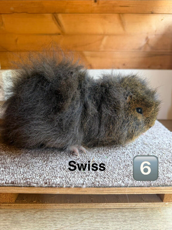 Swiss Boar