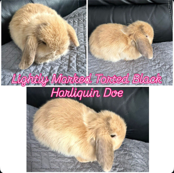 baby mini lop