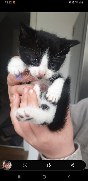 Stunning kittens
