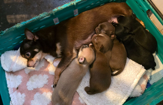 Adorable chihuahua puppies ready for ther forever home