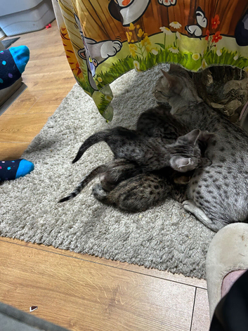 Savannah kittens for sale