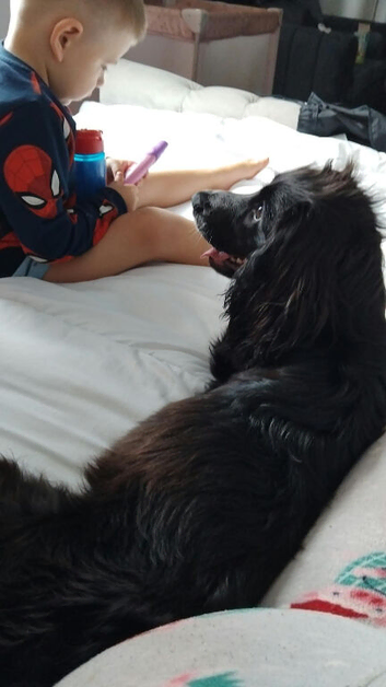 Lovely 7 month old cocker spaniel