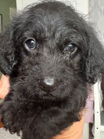 Stunning fluffy boy f1 Doxiepoo