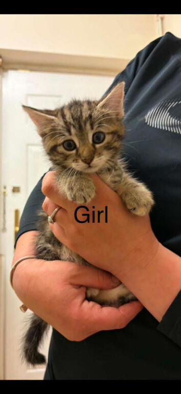 Beautiful kittens