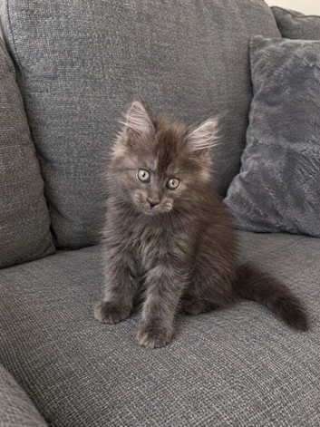 TICA REGISTERED MAINE COON KITTENS