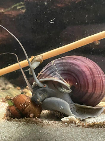 Blue and purple mystery snails aquatic snails