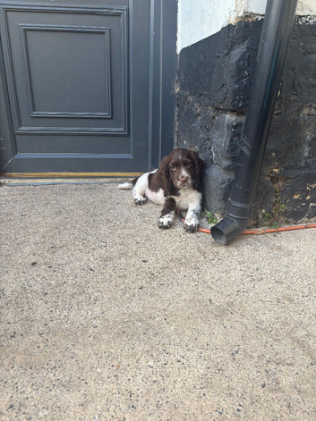 Cocker spaniels