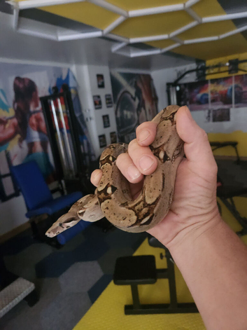Red tail hypo