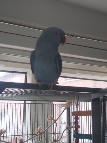 Ringneck parrot
