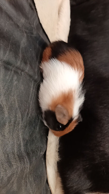 X2 American boar guinea pigs