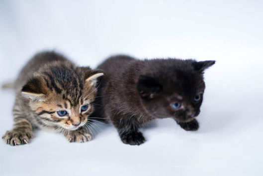 Adorable Kittens Looking for Loving Homes &ndash; &pound;30 Each
