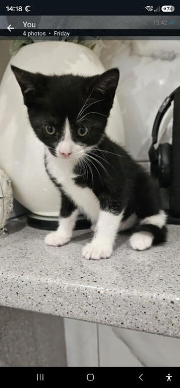 Kitten