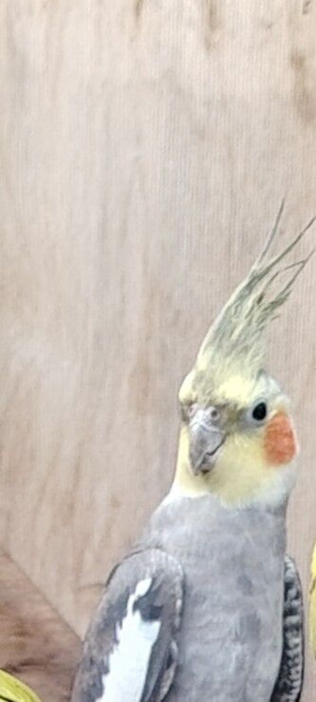 Lovely cockatiel with cage