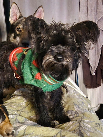 Female schnoodle