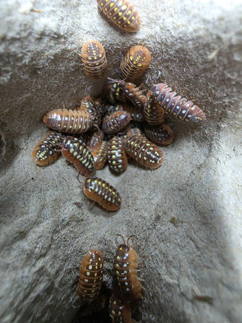 10 x Armadillidium Klugii Montenegro &pound;15