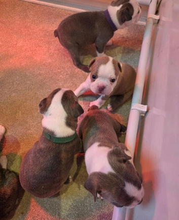 Gorgeous Boston Terrier Puppies-3 girls available from the litter