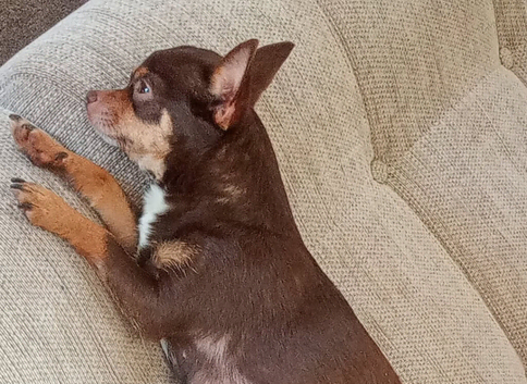 Teacup female chihuahua