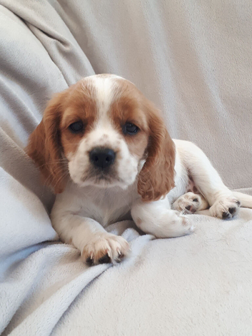 Super Cockalier Pups - Ready Now - Health Tested Parents