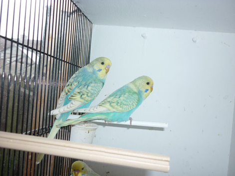 Baby budgies ready for new homes
