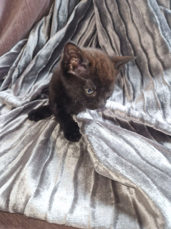 Kitten for sale