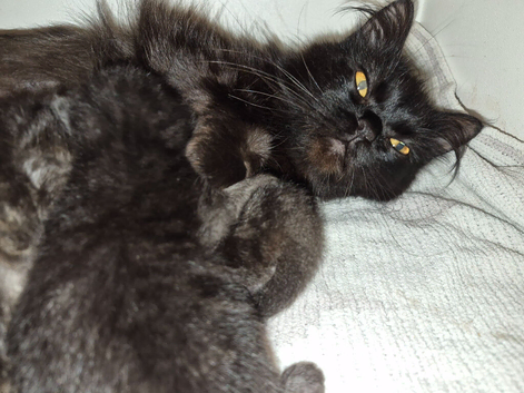 Persian x ragdolls 1 female 3 males