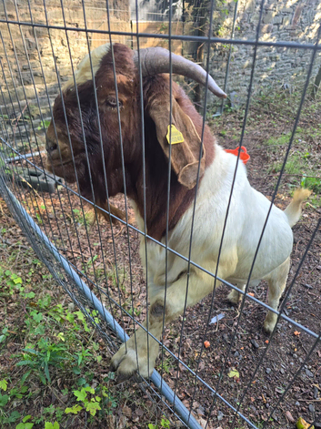 Pedigree proven Boer Billy