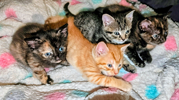 4 beautiful kittens