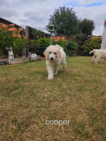 Full Vaccinated Last Kc Standard poodle