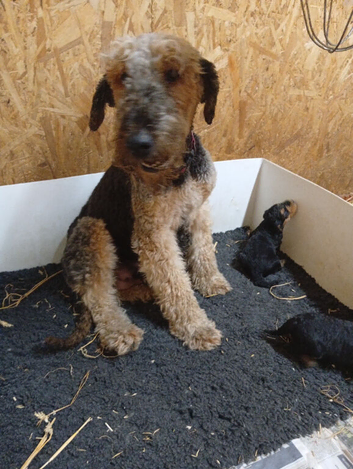 Two little boy pups available