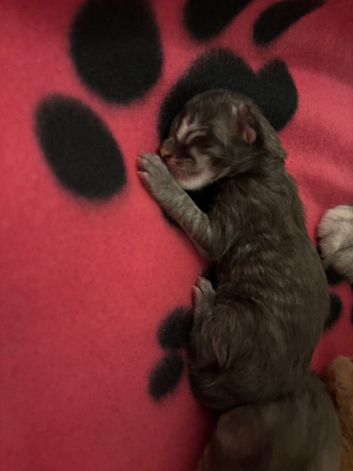 Mainecoon kittens