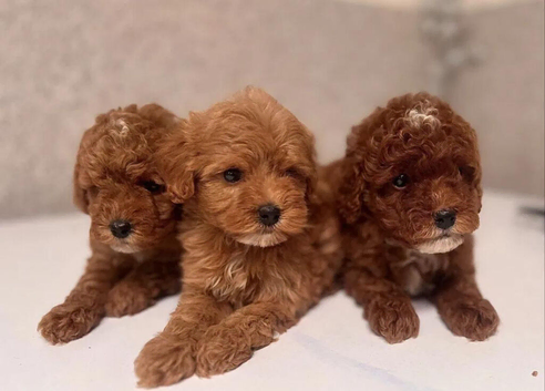 Maltipoo Puppies