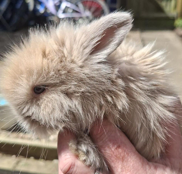 Angora x Double Mained Lionhead Rabbits