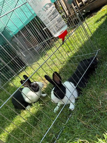 2 Dutch Rabbits