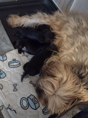 Yorkie puppies