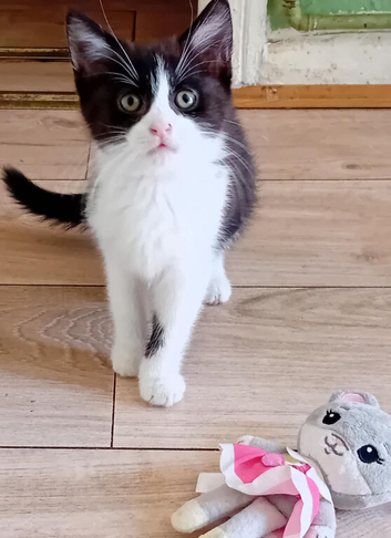 Adorable kittens
