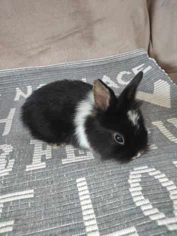 2 bunnies at  pounds