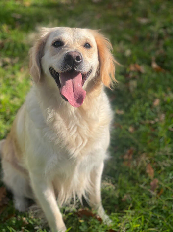 Loving home needed