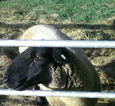 Suffolk Ram