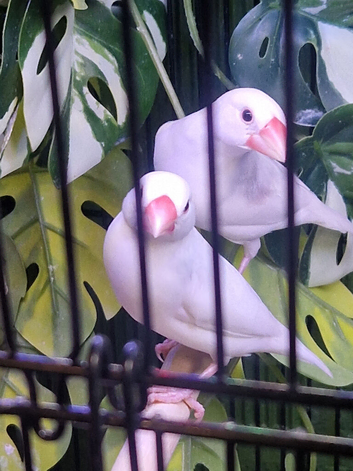 Java sparrows