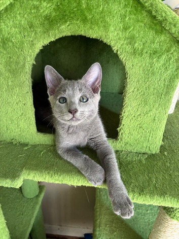 TICA 5* pedigree Russian blue kittens