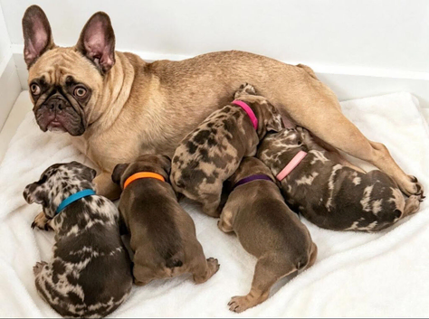 French bulldog puppies ready to leave