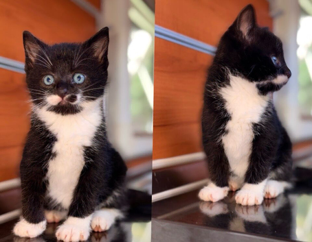 7 week old mixed little kittens