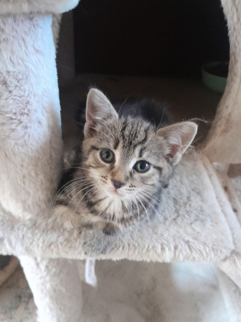 Tabby and tortie kittens