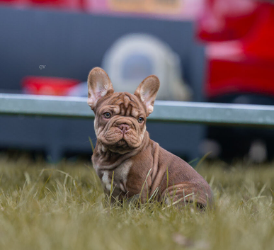 French bulldog puppies