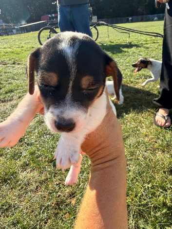 Jack Russel