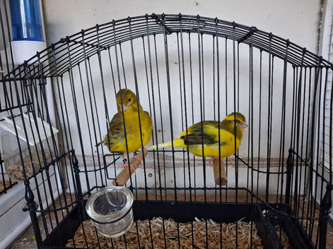 Fife canary for sale
