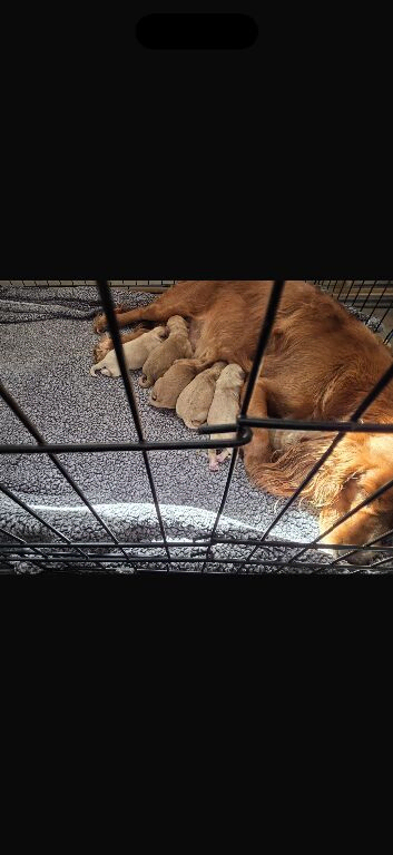 F1 cockapoo puppies