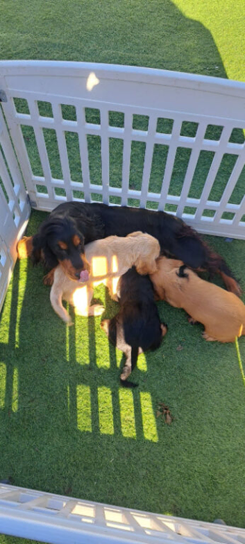 Show type working cocker spaniel puppies for sale