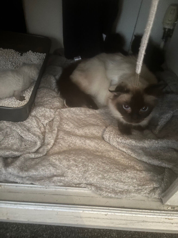 Kittens