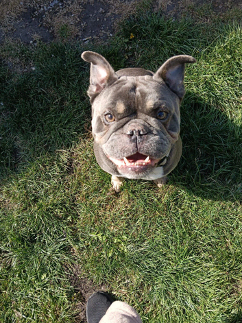 French bulldogs